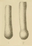 Chromista - Foraminifera (foraminifers)