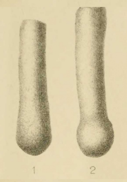 Hyperammina elongata var. clavatula Howchin, 1888