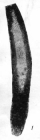 Hyperammina vulgaris var. minor Rauzer-Chernousova, 1948