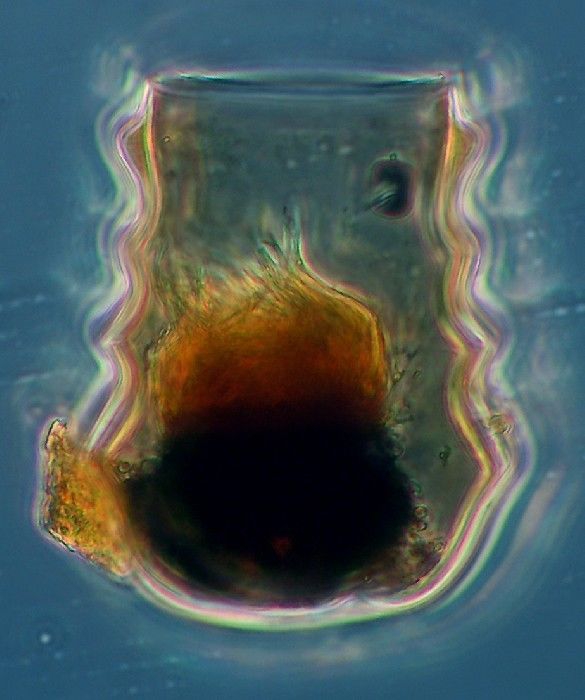 Amplectella tricollaria Amplectella tricollaria