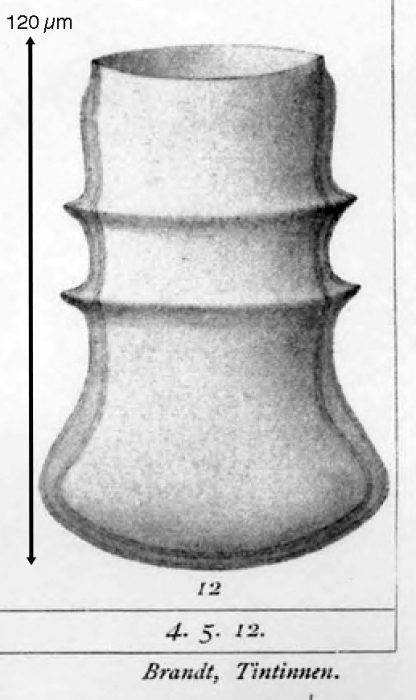 Amplectella collaria Original illustration from Brandt 1907 Amplectella collaria Original illustration from Brandt 1907