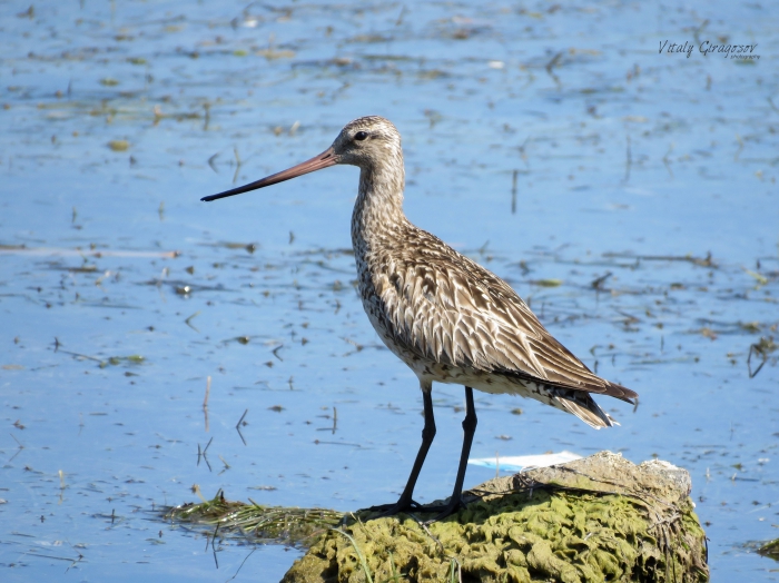 Bar-tailed Godwit (Limosa lapponica), juvenile. Bar-tailed Godwit (Limosa lapponica), juvenile.