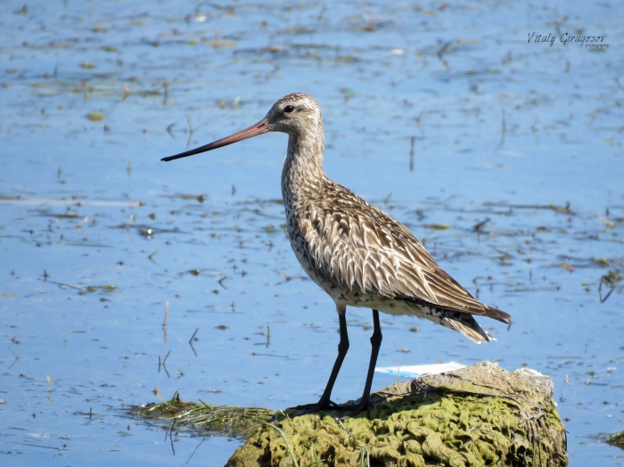 Bar-tailed Godwit (Limosa lapponica), juvenile.