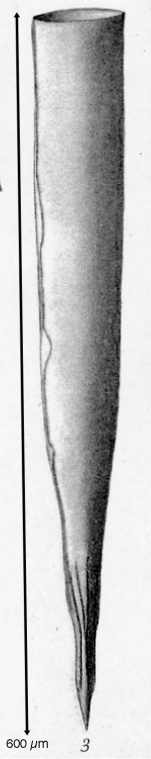 Xystonellopsis krämeri from description by Brandt (1907)