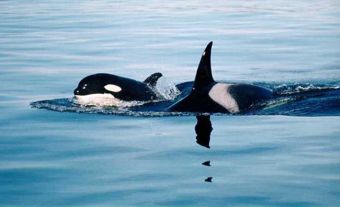 Orcinus orca - killer whale (mum and calf) Orcinus orca - killer whale (mum and calf)