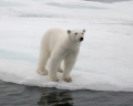 Ursus maritimus - polar bear