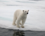 Ursus maritimus - polar bear