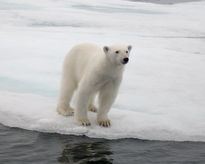 Ursus maritimus - polar bear Ursus maritimus - polar bear