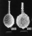 Chromista - Foraminifera (foraminifers)