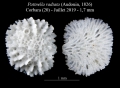 Bryozoa (moss animals)