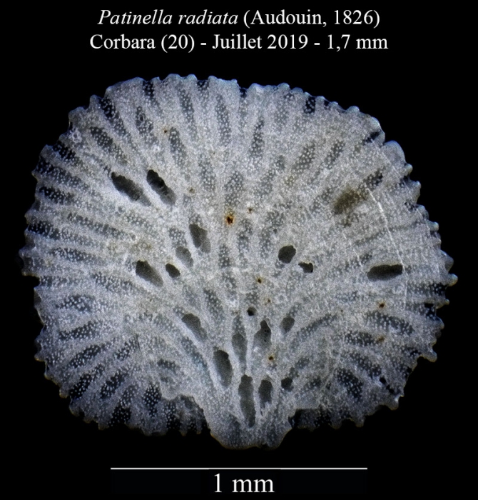 Patinella radiata Patinella radiata