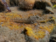 Callionymus risso (juvenile)