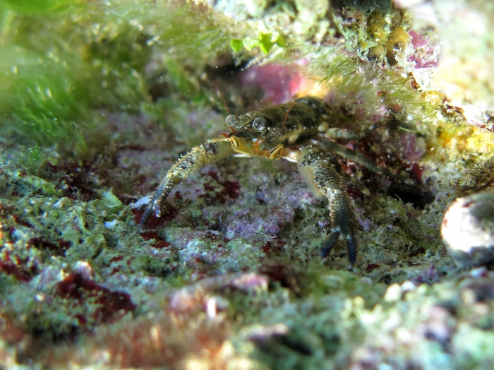 Galathea squamifera Galathea squamifera
