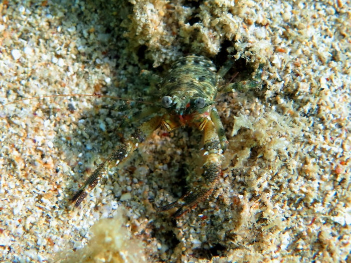 Galathea squamifera Galathea squamifera
