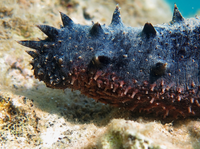Holothuria tubulosa Holothuria tubulosa