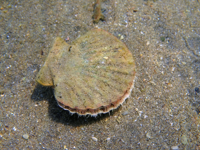 Pecten jacobaeus Pecten jacobaeus