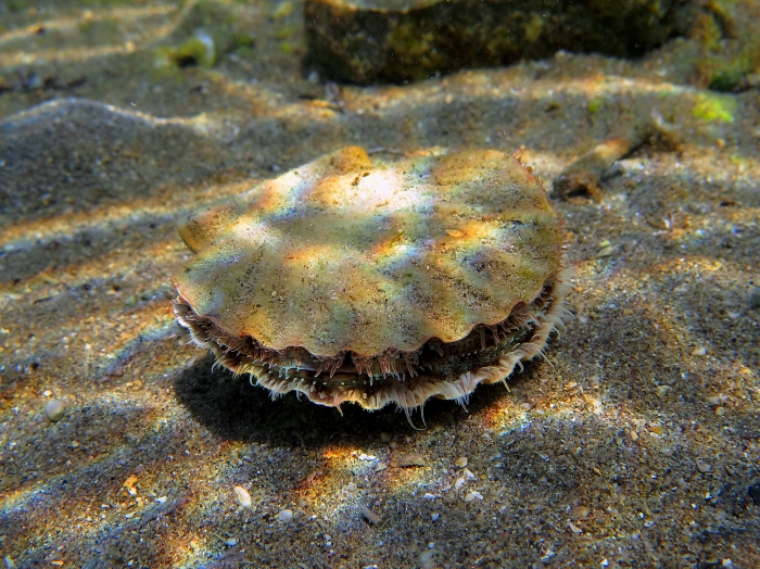 Pecten jacobaeus Pecten jacobaeus