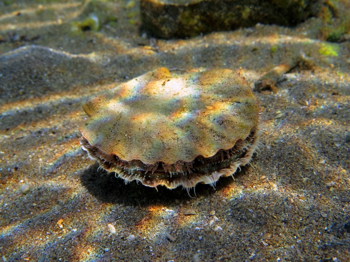 Pecten jacobaeus