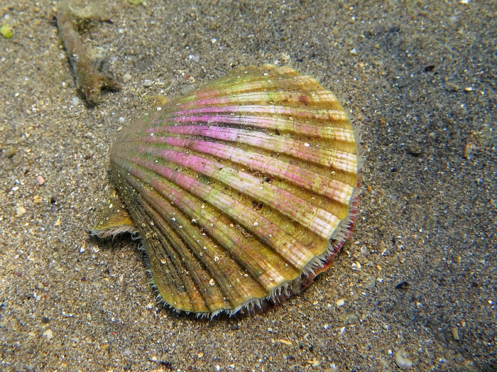 Pecten jacobaeus Pecten jacobaeus