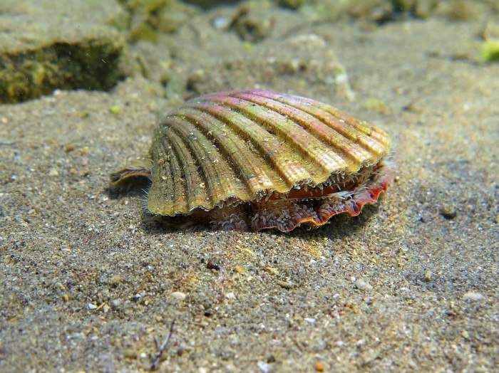 Pecten jacobaeus Pecten jacobaeus