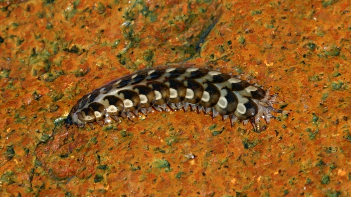 Lepidonotus melanogrammus, observed Tasmania