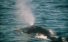 Physeter catodon - sperm whale