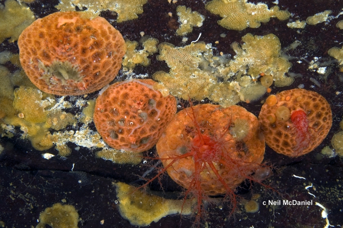 Psolus chitonoides