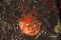 Echinodermata (echinoderms)