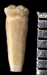 Rhizocrinus conifer AH Clark, 1909, holotype USNM 2279