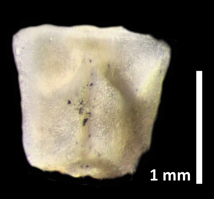 Rhizocrinus conifer AH Clark, 1909, holotype USNM 2279 Rhizocrinus conifer AH Clark, 1909, holotype USNM 2279