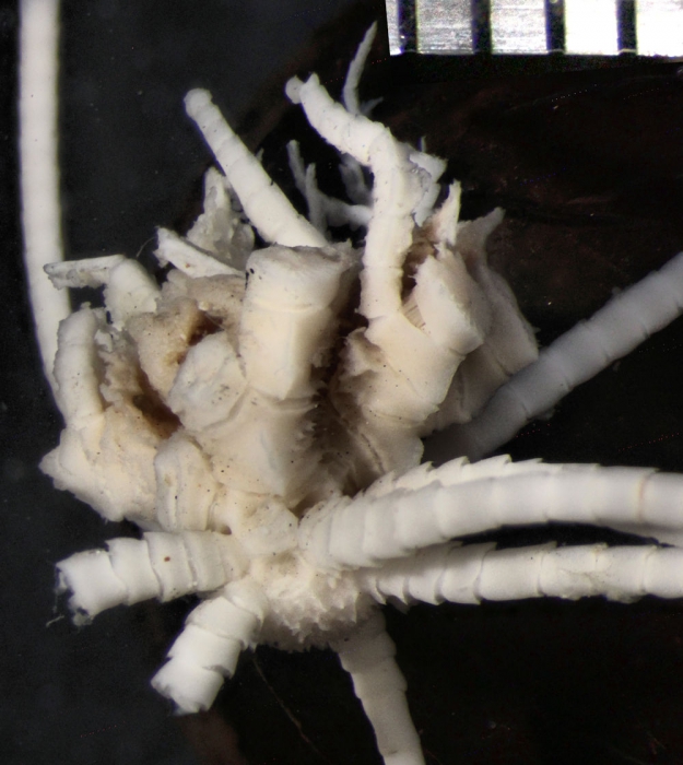 Stenometra arachnoides AH Clark, 1909, holotype USNM 25470 Stenometra arachnoides AH Clark, 1909, holotype USNM 25470