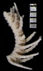 Stenometra arachnoides AH Clark, 1909, holotype USNM 25470