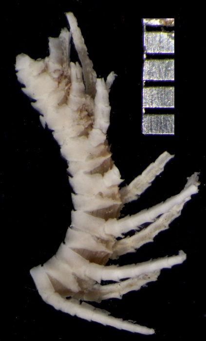 Stenometra arachnoides AH Clark, 1909, holotype USNM 25470 Stenometra arachnoides AH Clark, 1909, holotype USNM 25470