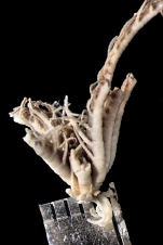 Decametra modica AH Clark, 1911, holotype USNM 35385