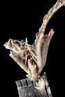 Decametra modica AH Clark, 1911, holotype USNM 35385