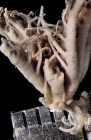 Decametra modica AH Clark, 1911, holotype USNM 35385 
