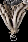 Decametra modica AH Clark, 1911, holotype USNM 35385 