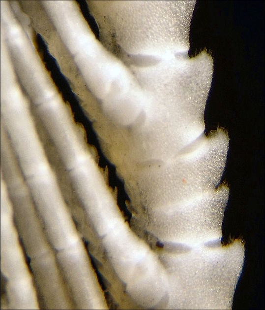 Daidalometra eurymedon AH Clark, 1950, holotype USNM E8991