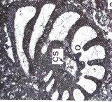 Pfenderina chablaisensis Septfontaine, 1977 Pfenderina chablaisensis Septfontaine, 1977