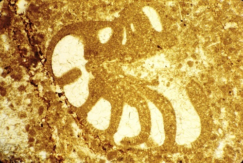 Pfenderina chablaisensis Septfontaine, 1977 Pfenderina chablaisensis Septfontaine, 1977