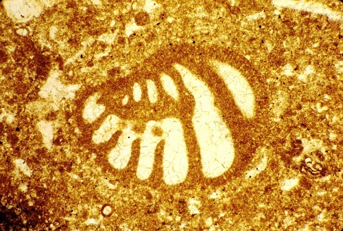 Pfenderina chablaisensis Septfontaine, 1977 Pfenderina chablaisensis Septfontaine, 1977