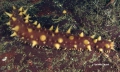 Echinodermata (echinoderms)