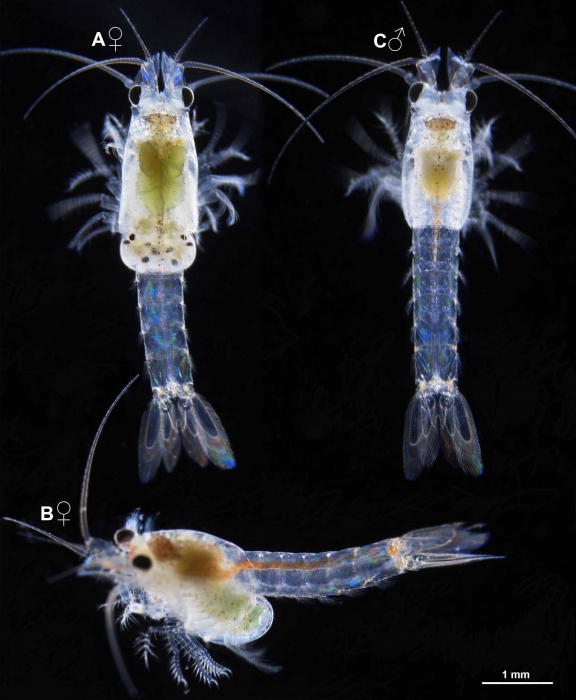 Heteromysis (Olivemysis) domusmaris Heteromysis (Olivemysis) domusmaris