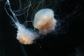 Scyphozoa (jelly fish)