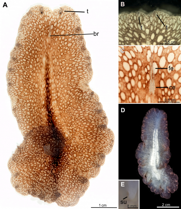 Pericelis tectivorum