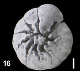 Ammonia venecpeyreae Hayward and Holzmann, 2019 holotype