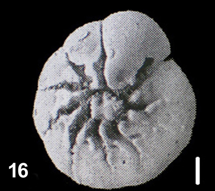Ammonia venecpeyreae Hayward and Holzmann, 2019 holotype