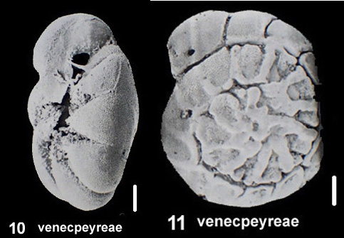 Ammonia venecpeyreae Hayward and Holzmann, 2019 identified specimen