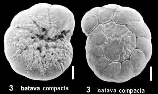 Ammonia batava compacta (Hofker, 1964) identified specimen