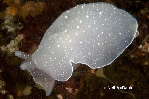 Berthella californica